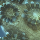 Imagen vía: Instituto de Oceonografía Scripps.